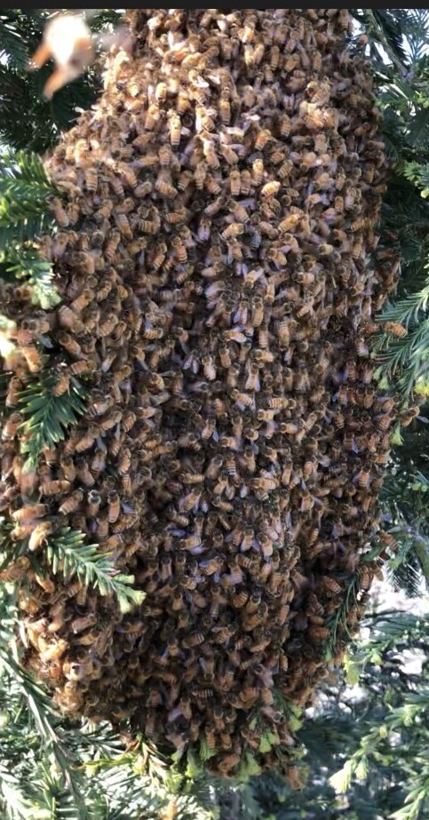 Large Bee Swarm