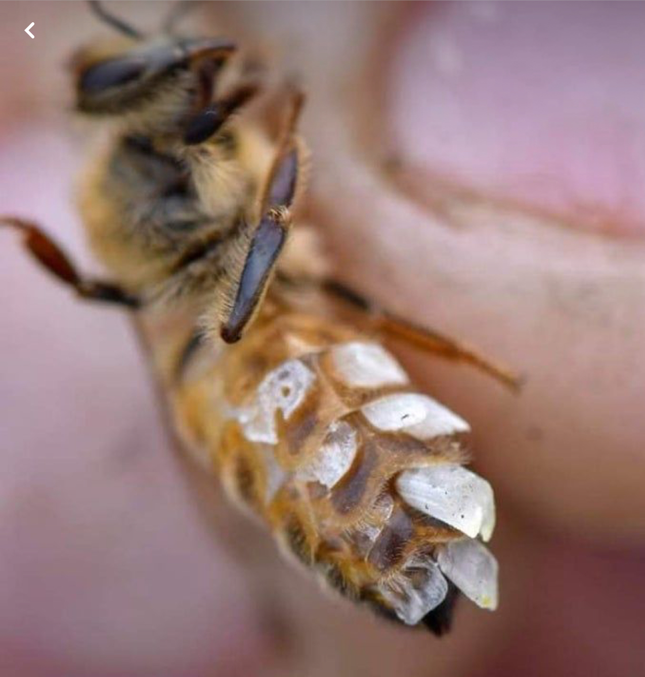 How do bees make wax the bee whisperer