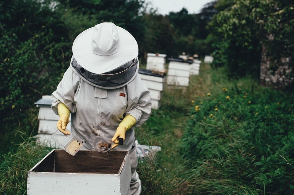 Starting Urban Beekeeping