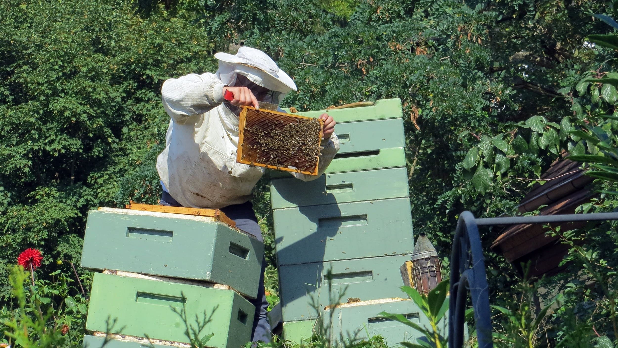 Taking Care of Your Hive and Harvesting Honey